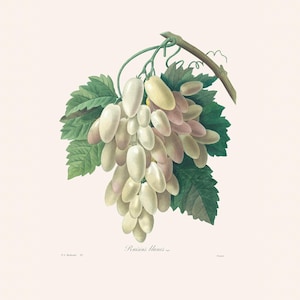 Vintage White Grape Print | Redouté Antique Flower Engraving | French Botanical Art | Plant Illustration | Country Kitchen Art
