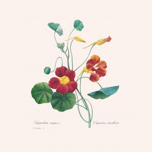 Vintage Botanical Art Print | Redouté Antique Flower Engraving | Nasturtium | Plant Illustration | Country Cottage Decor