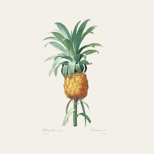 Vintage Botanical Print | Redouté Antique Flower Engraving | Pineapple Plant | Country Cottage Wall Decor | Home Office Art