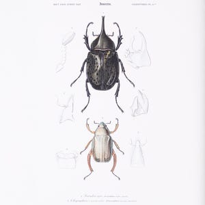 Vintage Insekten Druck | Altes Käferbild | Antike handkolorierte Gravur | Viktorianische Kunst | Naturkundliche Illustration
