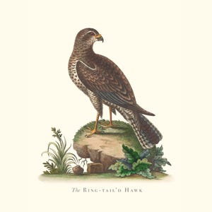 Stampa d'epoca di falco dalla coda ad anelli / Incisione ornitologica antica / Illustrazione di fauna selvatica / Decorazione da cucina in stile country