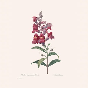 Vintage Botanical Art Print | Redouté Antique Flower Engraving | Snapdragon |  Plant Illustration | Country Cottage | Home Office Art