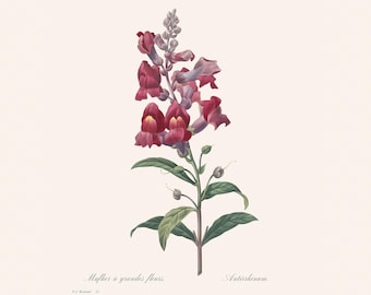 Impresión botánica P J Redouté Snapdragon