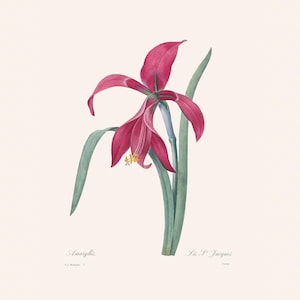 Vintage Botanical Print | Redouté Antique Flower Engraving | Red Amaryllis | Country Cottage Wall Decor