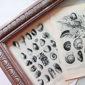 2 french illustrations, Mollucs, Larousse, dictionary of Animals 1950, bird photography, 4623