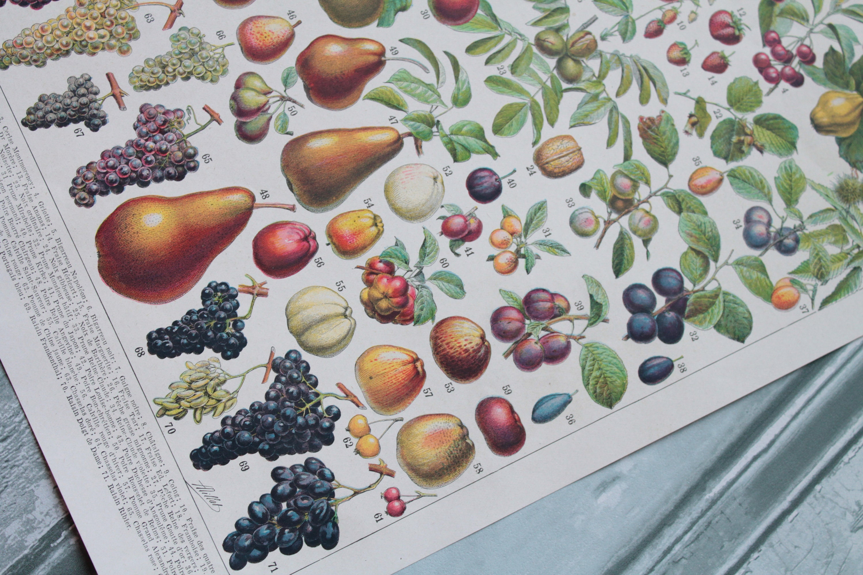 Illustration Ancienne Française sur Les Fruits Provenant Du Dictionnaire Larousse Encyclopédie, Vers