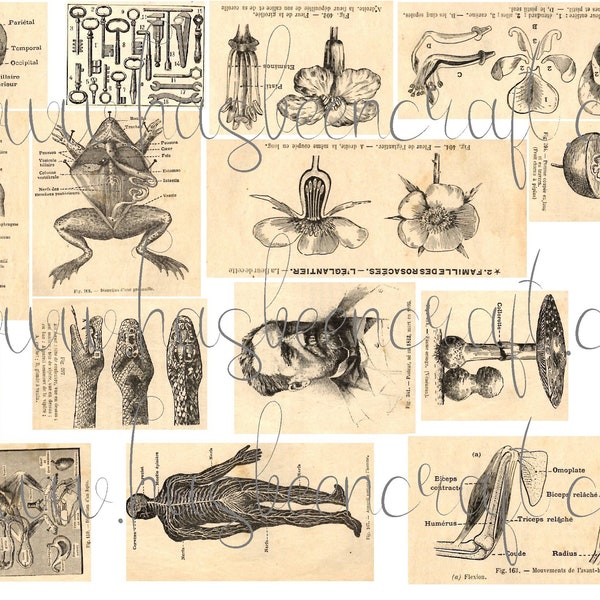 16 Cabinet of curiosities labels, Embellishments, Scrapbooking, antique dictionnary illustration,bookmark, 2520