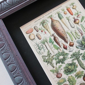 Antiker Millot-Druck, Adolphe Millot-Plakat von 1924, antike Illustration, Küchenplakat, botanische Wanddekoration, 4461
