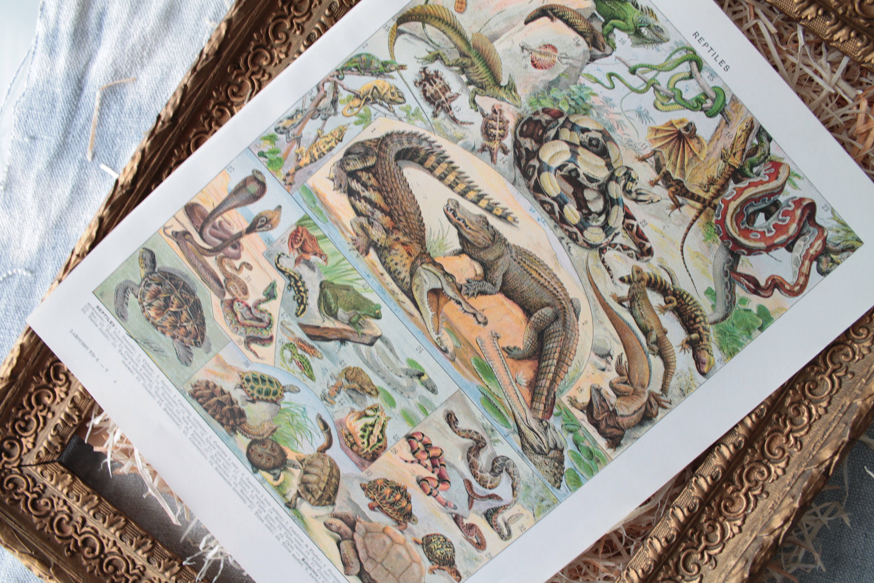 Illustration Authentique Millot Les Fonds Marins, Illustration Ancienne Reptiles, Affiche Millot de