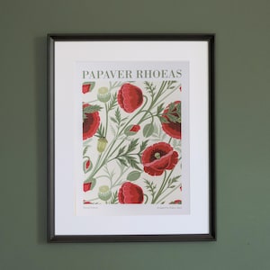 Stampa con motivo floreale | A4/A3 | Illustrazione originale con Papaveri