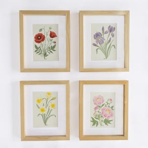 Illustrazioni botaniche originali con fiori primaverili | Iris, Papaveri, Narcisi e Peonie | Set di 4 stampe
