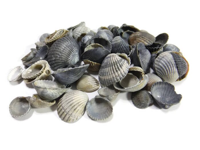 Natural grey sea shells from Black Sea Lot 02 lb. Etsy