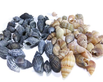 Natural sea shells Seashells decor 30 pcs sea shell from Black Sea Nautical decor Craft supplies & tools terrarium ornamental garden houses