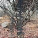 Rusty Metal Evergreen Tree Handmade Distressed Oversized Steele Wispy ...