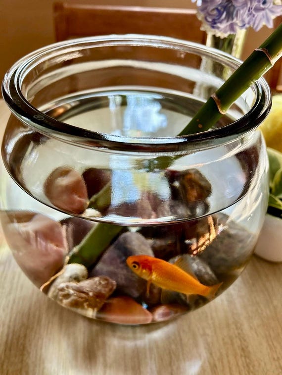 cool fish bowl accessories Plastic Set - 12 Pack lasting use 14 Fish Tank Decoration Ideas