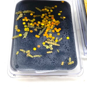 May include: A clear plastic container with a black wax block inside. The wax block is decorated with gold glitter and small green sprigs.