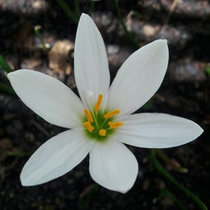 5 Rain Lily Bulbs, Zephyranthes &#39;Candida&#39;, Rainflower, Fairy Lily, Magic Lily, Zephyr Lily, Atamasco Lily, Flowering Size