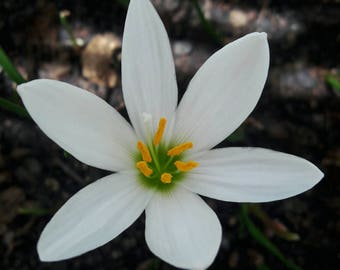 5 Rain Lily Bulbs, Zephyranthes 'Candida', Rainflower, Fairy Lily, Magic Lily, Zephyr Lily, Atamasco Lily, Flowering Size