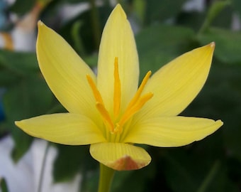 2 Rain Lily Bulbs, Zephyranthes 'Primulina', Rainflower, Fairy Lily, Magic Lily, Zephyr Lily, Atamasco Lily, Flowering Size