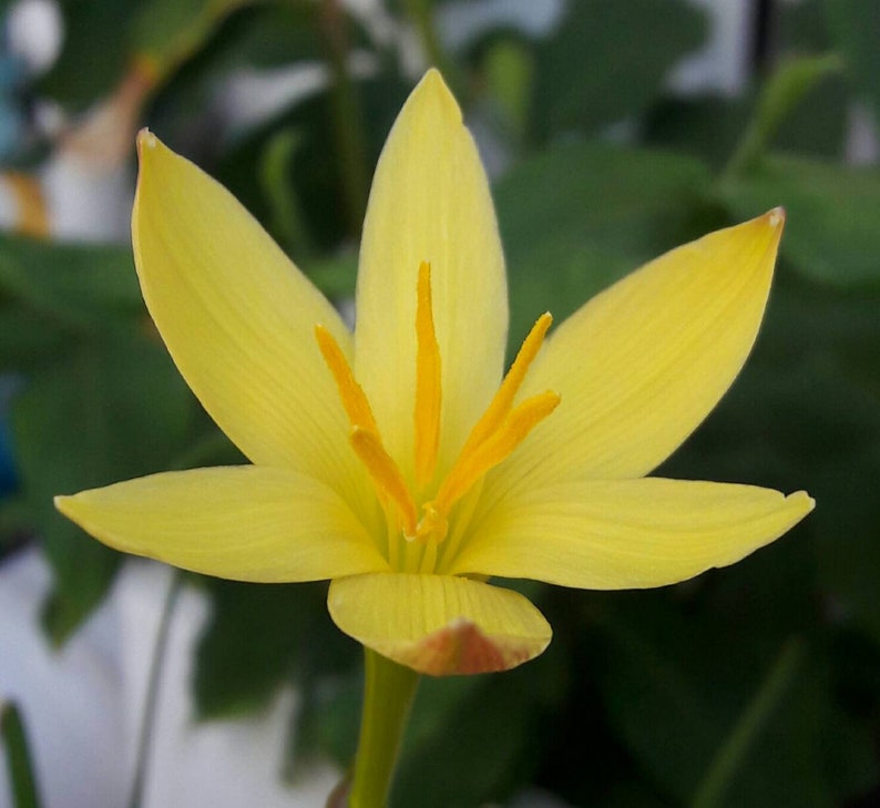3 Rain Lily Bulbs Zephyranthes 'Primulina' Etsy