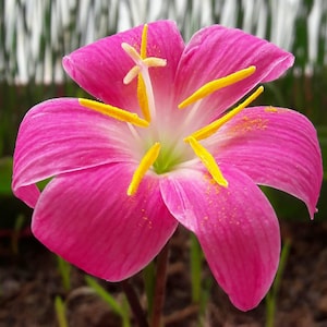 3 Rain Lily Bulbs, Zephyranthes &#39;Fadjar Pink&#39;, Rainflower, Fairy Lily, Magic Lily, Zephyr Lily, Atamasco lily, Flowering Size