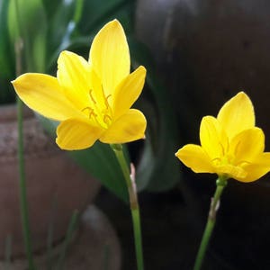 7 Bulbs Rain Lily, Zephyranthes &#39;Citrina&#39;, Rainflower, Fairy Lily, Magic Lily, Zephyr Lily, Atamasco Lily, Flowering Size