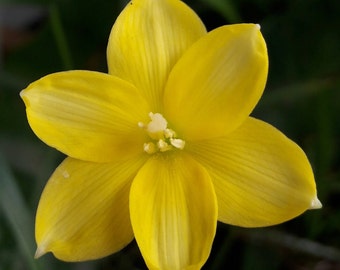 1 Bulb Rain Lily, Zephyranthes 'Cooperia Jonesii', Rainflower, Fairy Lily, Magic Lily, Zephyr Lily, Atamasco Lily, Flowering Size