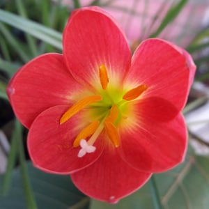 1 Bulb Rain Lily, Zephyranthes &#39;Summer Island&#39;, Rainflower, Fairy Lily, Magic Lily, Zephyr Lily, Atamasco Lily, Flowering Size