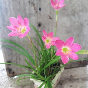 5 Bulbs Rosy Rain Lily, Zephyranthes 'Rosea', Rainflower, Rose Fairy Lily, Pink Magic Lily, Cuban Zephyr Lily, Atamasco Lily, Flowering Size image 2