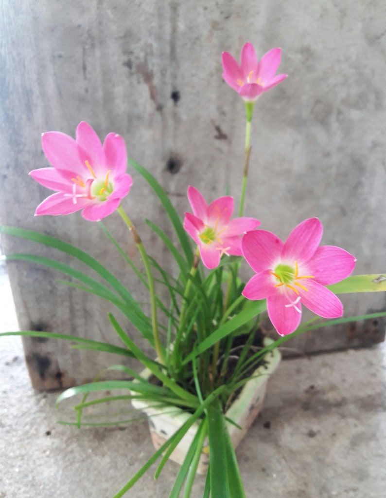 5 Bulbs Rosy Rain Lily, Zephyranthes 'Rosea', Rainflower, Rose Fairy Lily, Pink Magic Lily, Cuban Zephyr Lily, Atamasco Lily, Flowering Size image 2