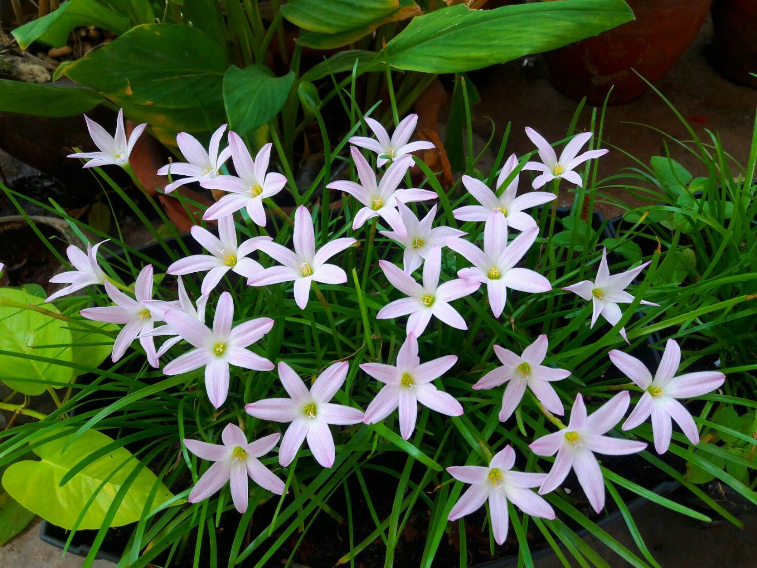1 Bulb Rain Lily, Zephyranthes 'first Love', Rainflower