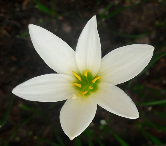 Home & Garden 3 Rain Lily Bulbs Zephyranthes 'Candida Major' Rainflower