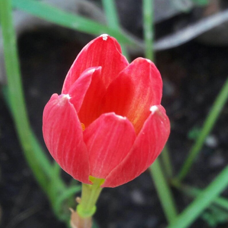 Rain Lily Bulb, Zephyranthes 'chinda', Rainflower, Fairy Lily, Magic