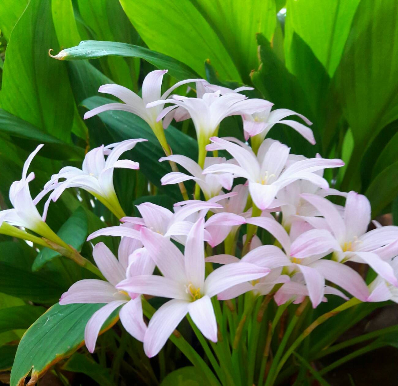 Simply Lily-White | Llano, TX