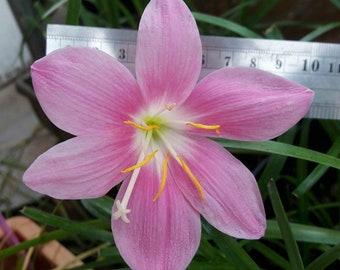 2 Rain Lily Bulbs, Zephyranthes 'Grandiflora', Rainflower, Fairy Lily, Magic Lily, Zephyr Lily, Atamasco Lily, Flowering Size