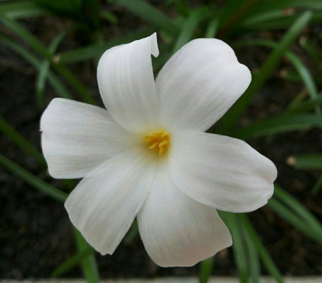 Fragrant Rain Lily Bulbs Fragrant Rain Lily Bulbs