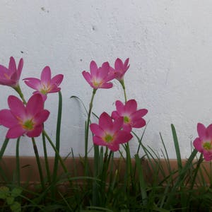 5 Bulbs Rosy Rain Lily, Zephyranthes 'Rosea', Rainflower, Rose Fairy Lily, Pink Magic Lily, Cuban Zephyr Lily, Atamasco Lily, Flowering Size image 4