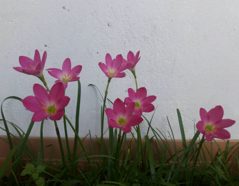 5 Bulbs Rosy Rain Lily, Zephyranthes 'Rosea', Rainflower, Rose Fairy Lily, Pink Magic Lily, Cuban Zephyr Lily, Atamasco Lily, Flowering Size image 4