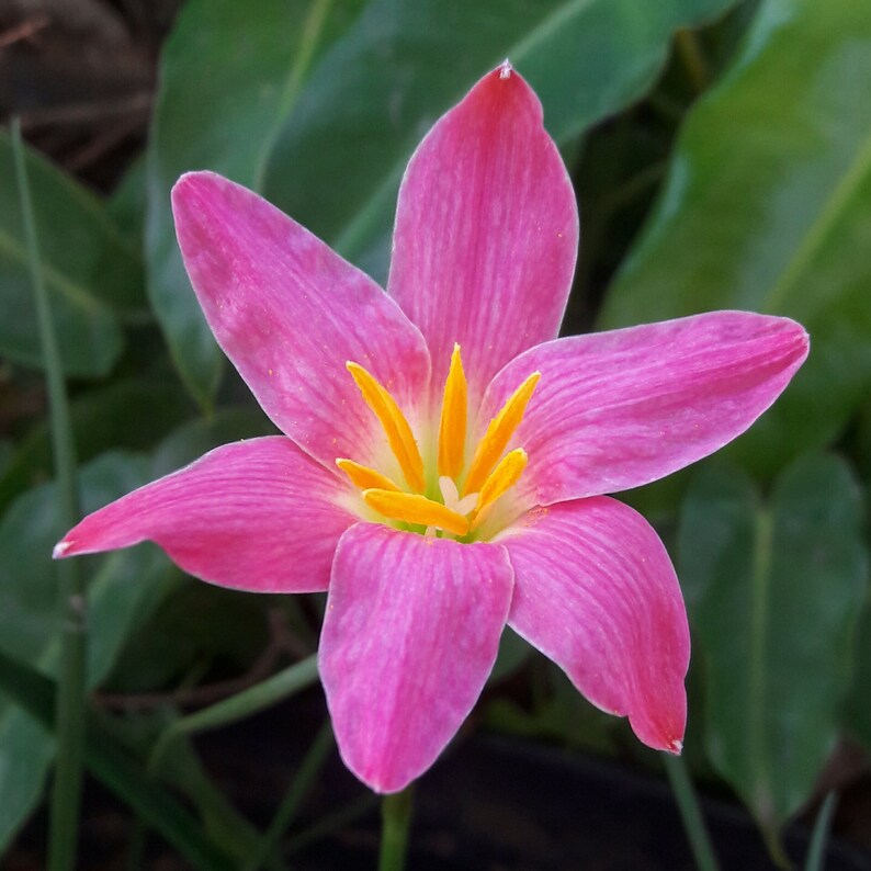 Rain Lily Bulb Zephyranthes ' Ole' ' Rainflower Etsy