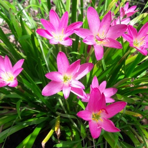 5 Bulbs Rosy Rain Lily, Zephyranthes 'Rosea', Rainflower, Rose Fairy Lily, Pink Magic Lily, Cuban Zephyr Lily, Atamasco Lily, Flowering Size image 5