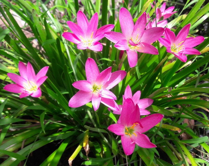 5 Bulbs Rosy Rain Lily, Zephyranthes 'Rosea', Rainflower, Rose Fairy Lily, Pink Magic Lily, Cuban Zephyr Lily, Atamasco Lily, Flowering Size image 5