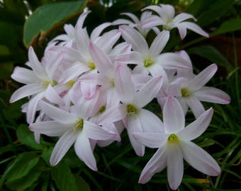 1 Bulb Rain Lily, Zephyranthes 'First Love', Rainflower, Fairy Lily, Magic Lily, Zephyr Lily, Atamasco Lily, Flowering Size