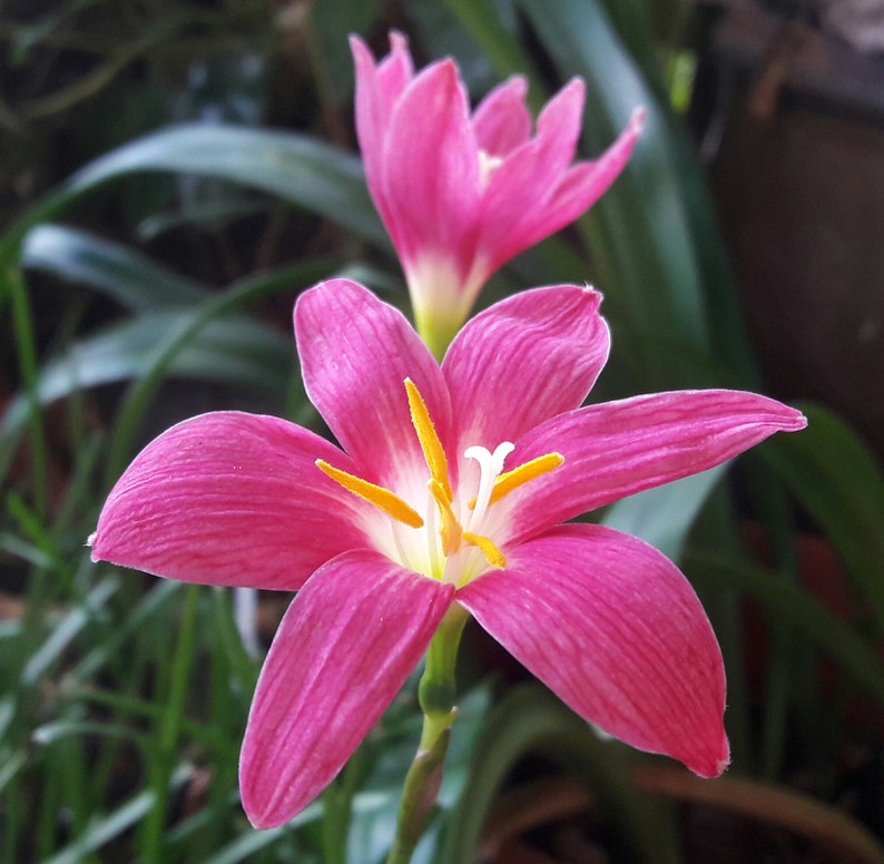 Fragrant Rain Lily Bulbs Fragrant Rain Lily Bulbs