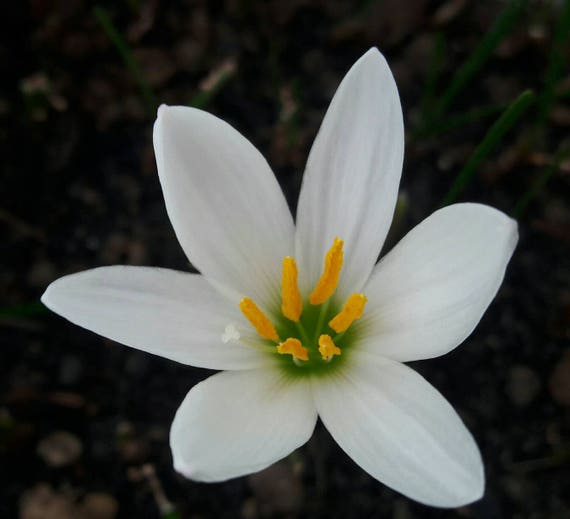 Home New 5 BULBS Zephyranthes grandiflora white lotus Yard, Garden