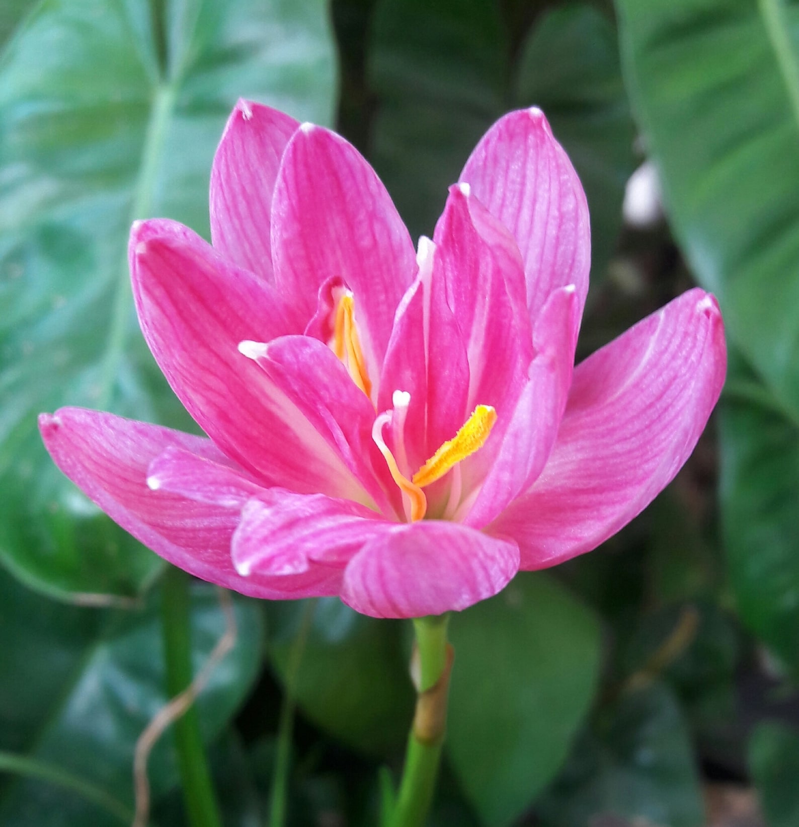 1 bulbo lirio de lluvia de doble flor, Zephyranthes 'Double Lotus