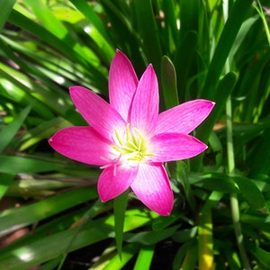 5 Bulbs Rosy Rain Lily, Zephyranthes 'Rosea', Rainflower, Rose Fairy Lily, Pink Magic Lily, Cuban Zephyr Lily, Atamasco Lily, Flowering Size image 3