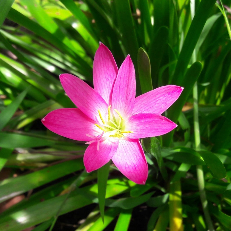 5 Bulbs Rosy Rain Lily, Zephyranthes 'Rosea', Rainflower, Rose Fairy Lily, Pink Magic Lily, Cuban Zephyr Lily, Atamasco Lily, Flowering Size image 3