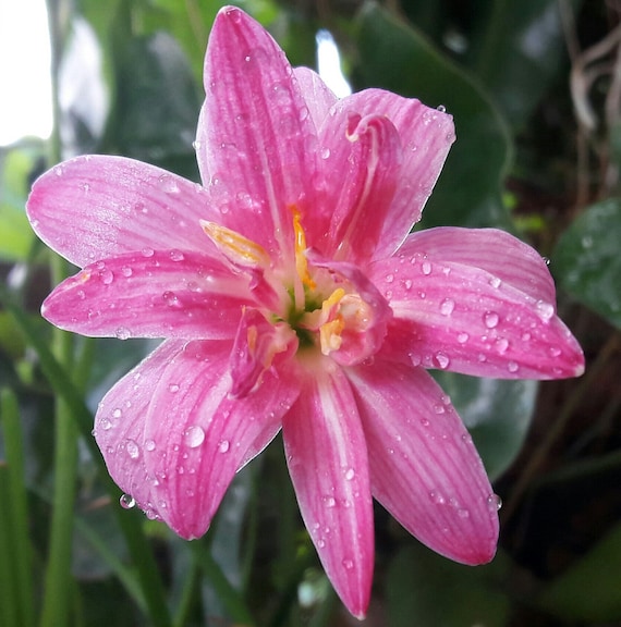 Bulbi Di Giglio - 4 Pezzi | Fiori Eleganti E Profumati | Per Giardino O Vaso | Adattabili E Tolleranti Al Freddo - Foto 4