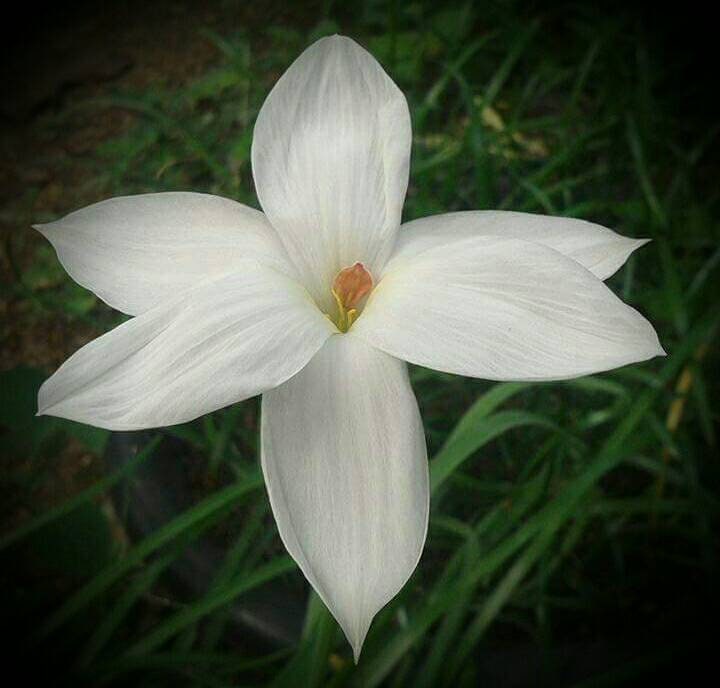 Fragrant Rain Lily Bulbs Fragrant Rain Lily Bulbs