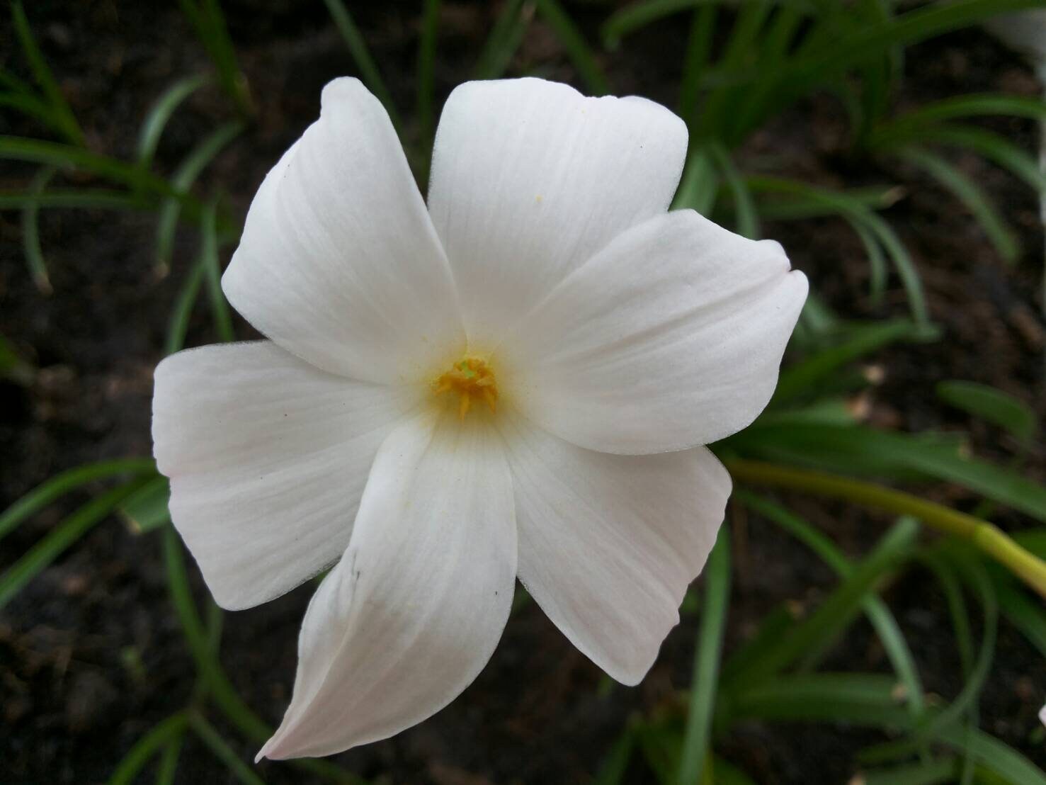 Fragrant Rain Lily Bulb Zephyranthes 'Labuff' Etsy